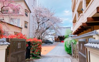 【ブログ】色々な桜